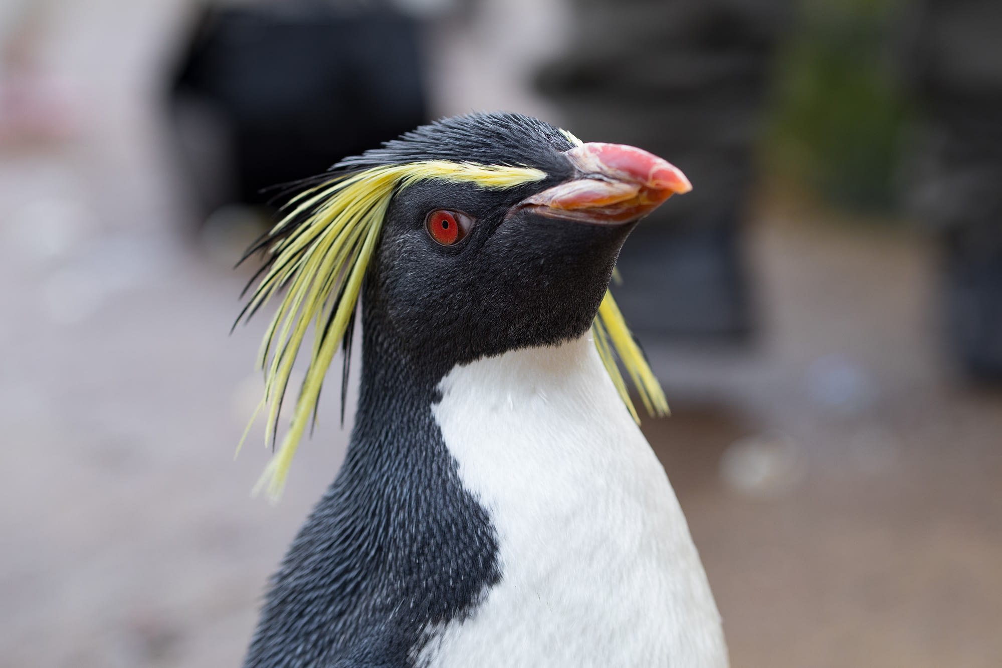 Ocean voyagers – the travels of northern rockhopper penguins across the high seas